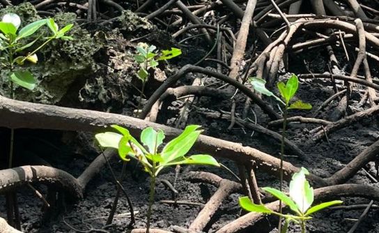 NEW Carbon Offsetting and Plastic Waste Initiative